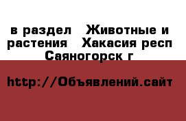  в раздел : Животные и растения . Хакасия респ.,Саяногорск г.